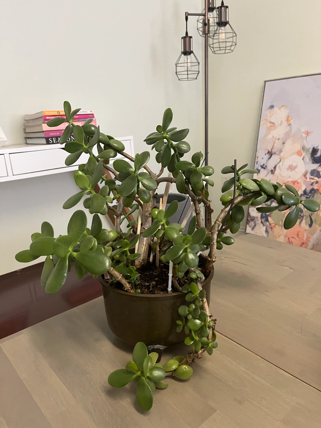 Jade plant