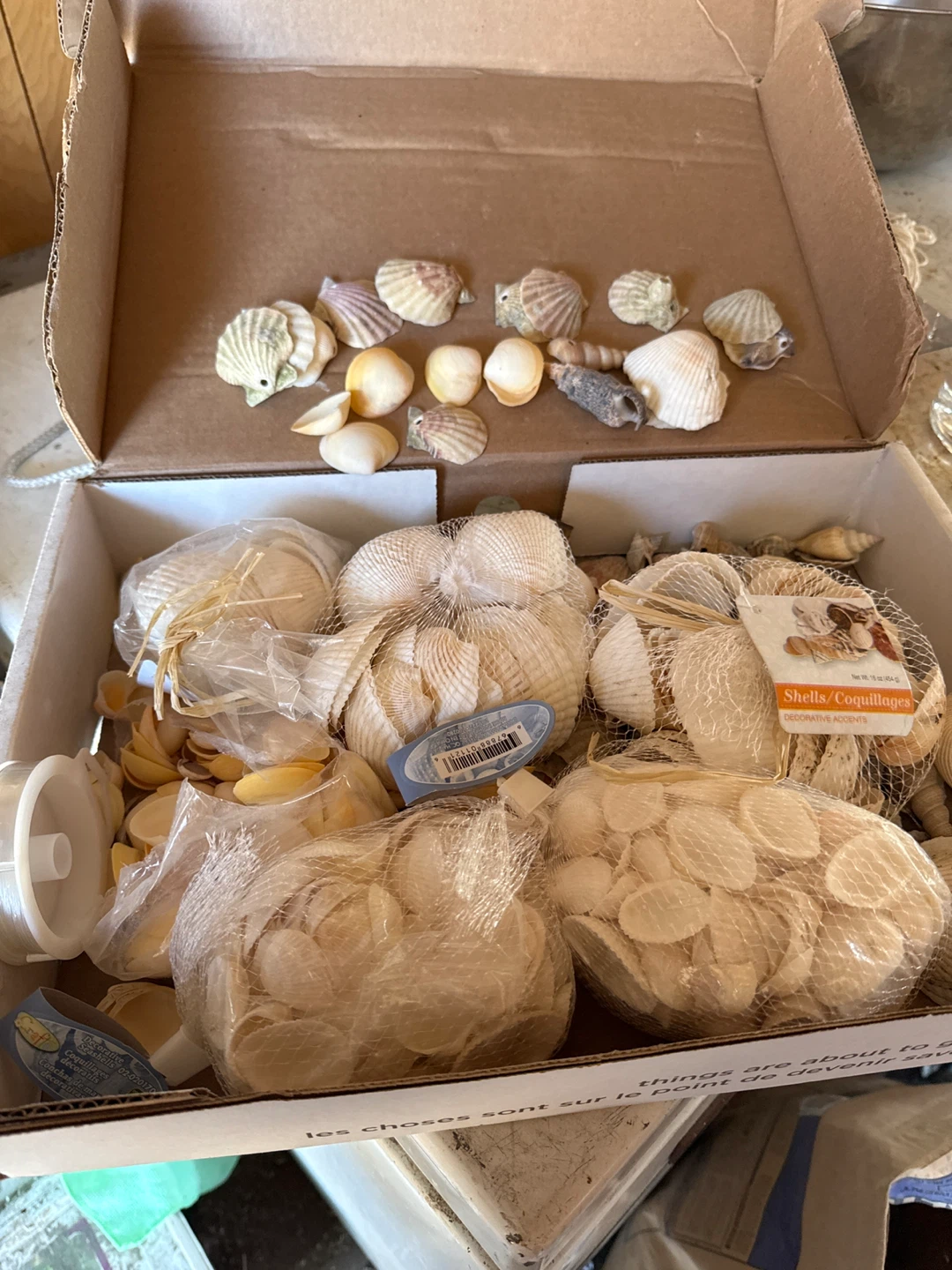 Seashells Decorative Accents