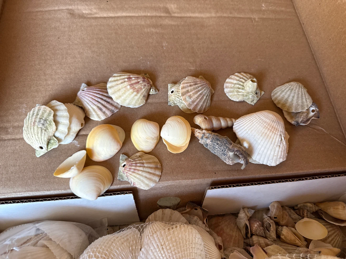 Seashells Decorative Accents - photo 3