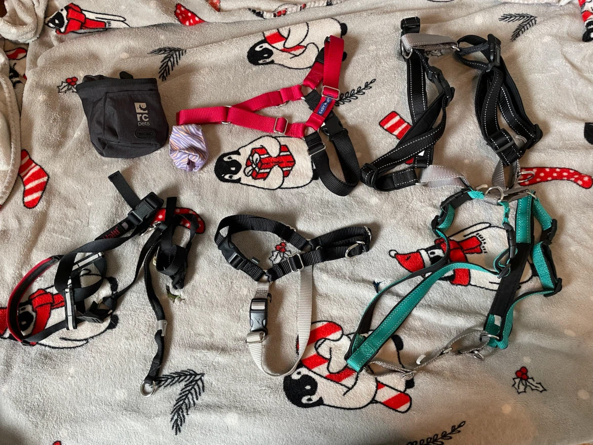 M/L Dog Training Lot (Harnesses, Haltis, Treat Pouch)