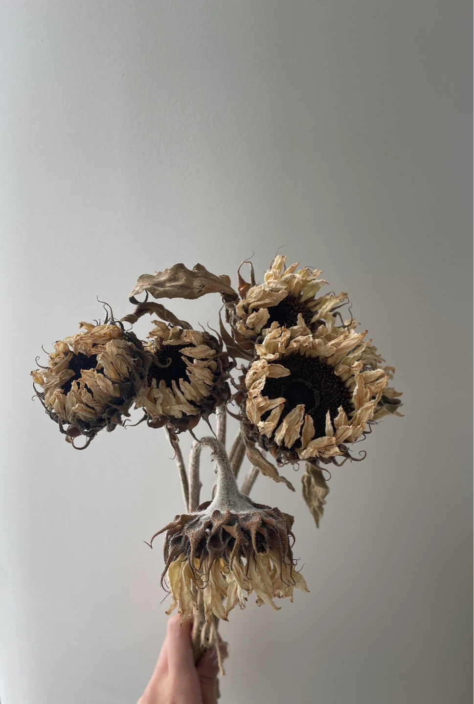 Dried Sunflower Bouquet