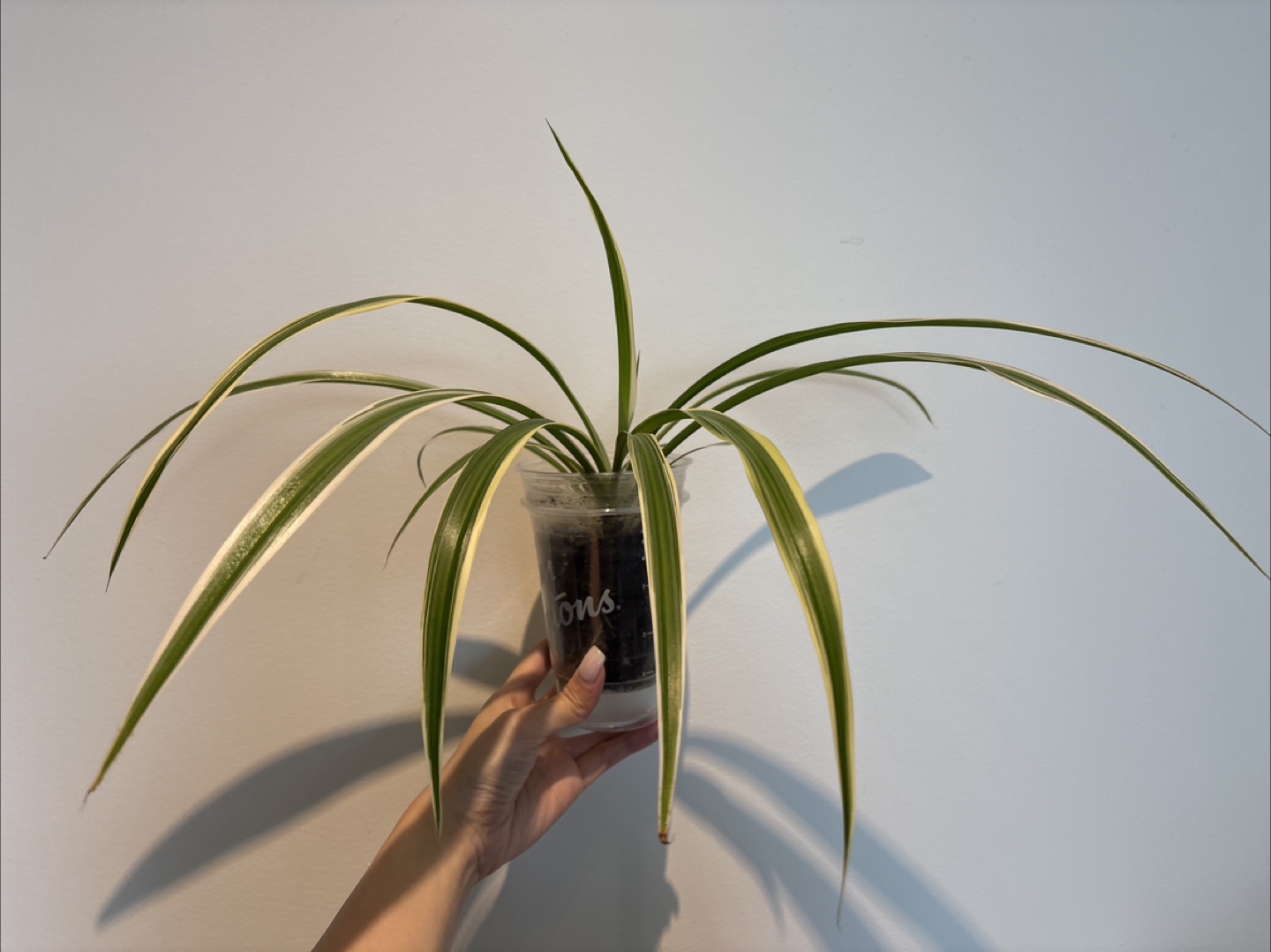 Spider Plant in Plastic Pot