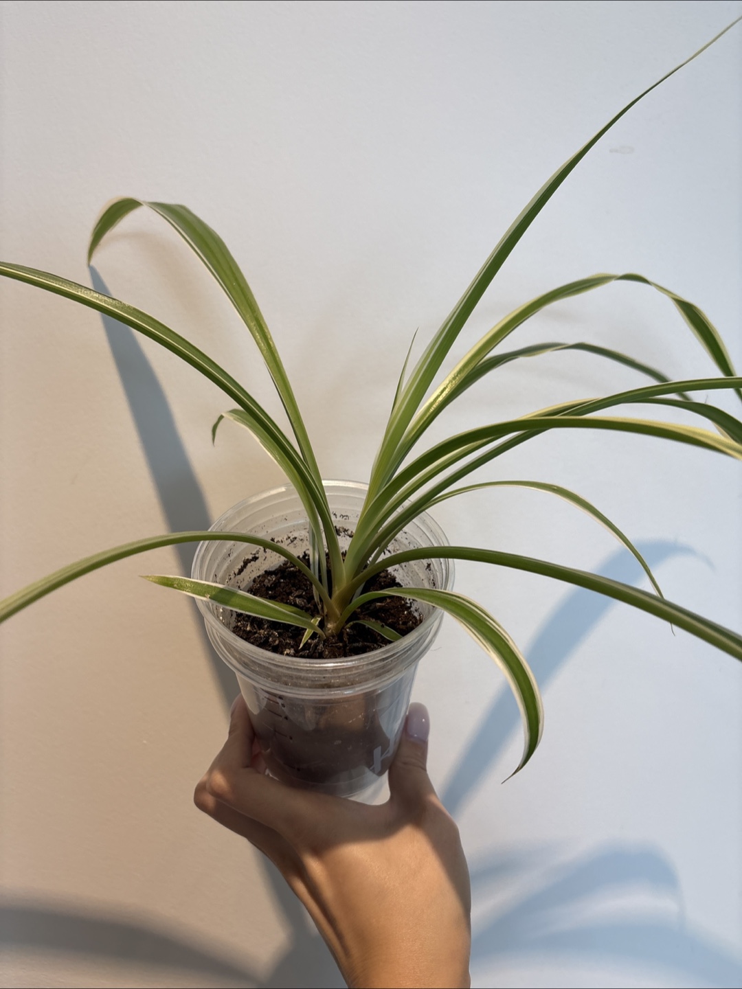 Spider Plant in Plastic Pot - photo 2