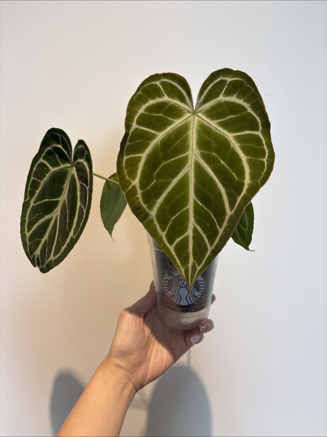 Anthurium Dorayaki Plant