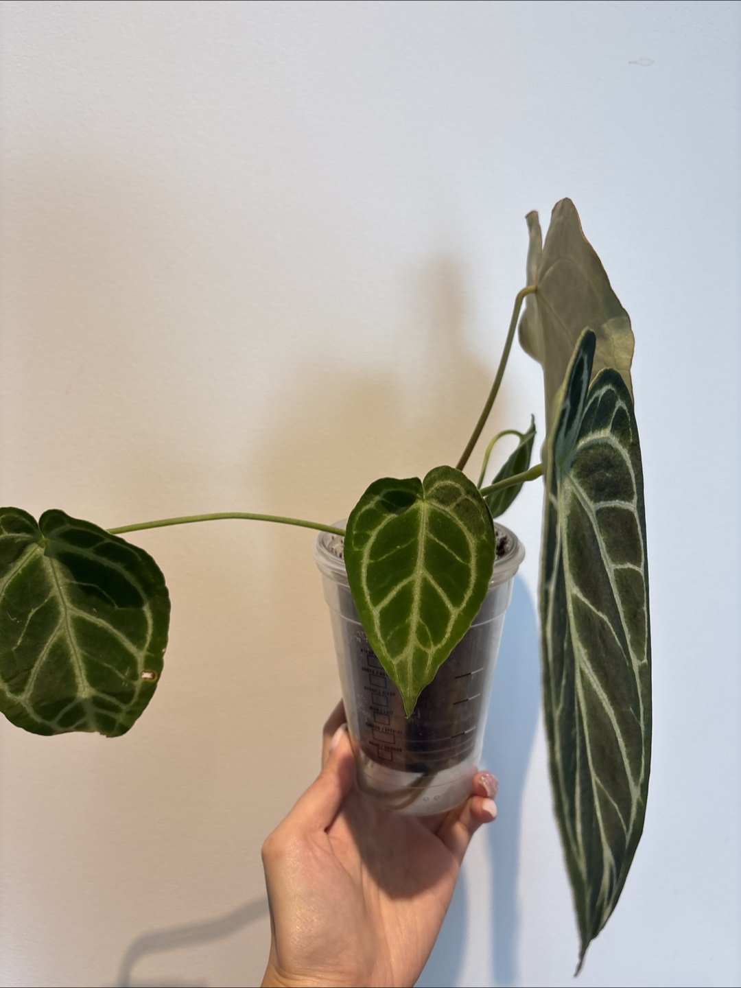 Anthurium Dorayaki Plant - photo 3