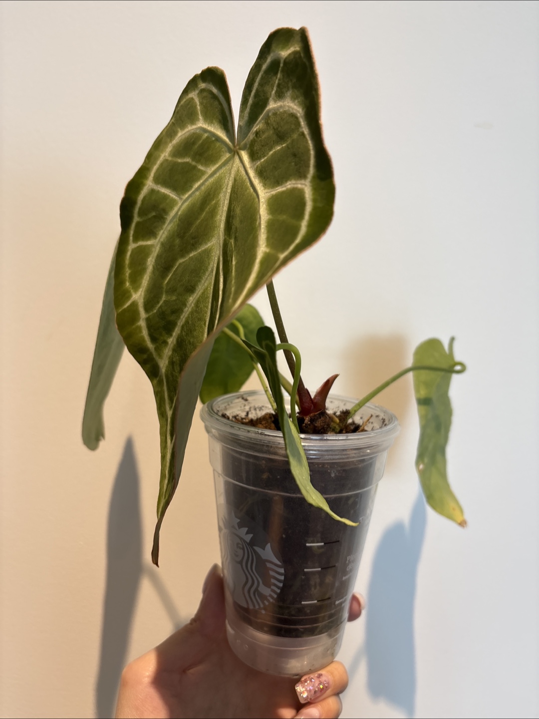 Anthurium Dorayaki Plant - photo 2