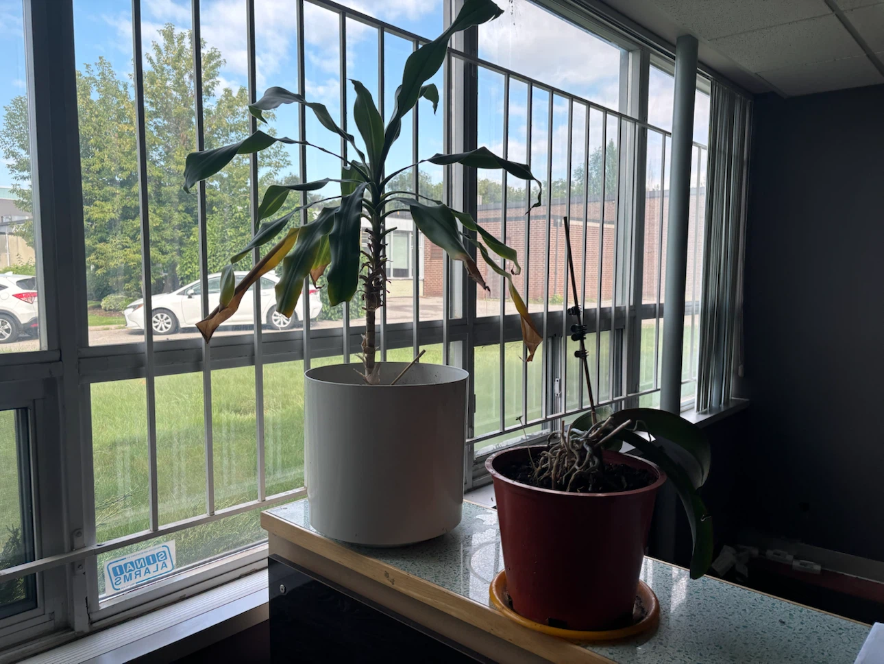Dracaena and Orchid indoor house plants