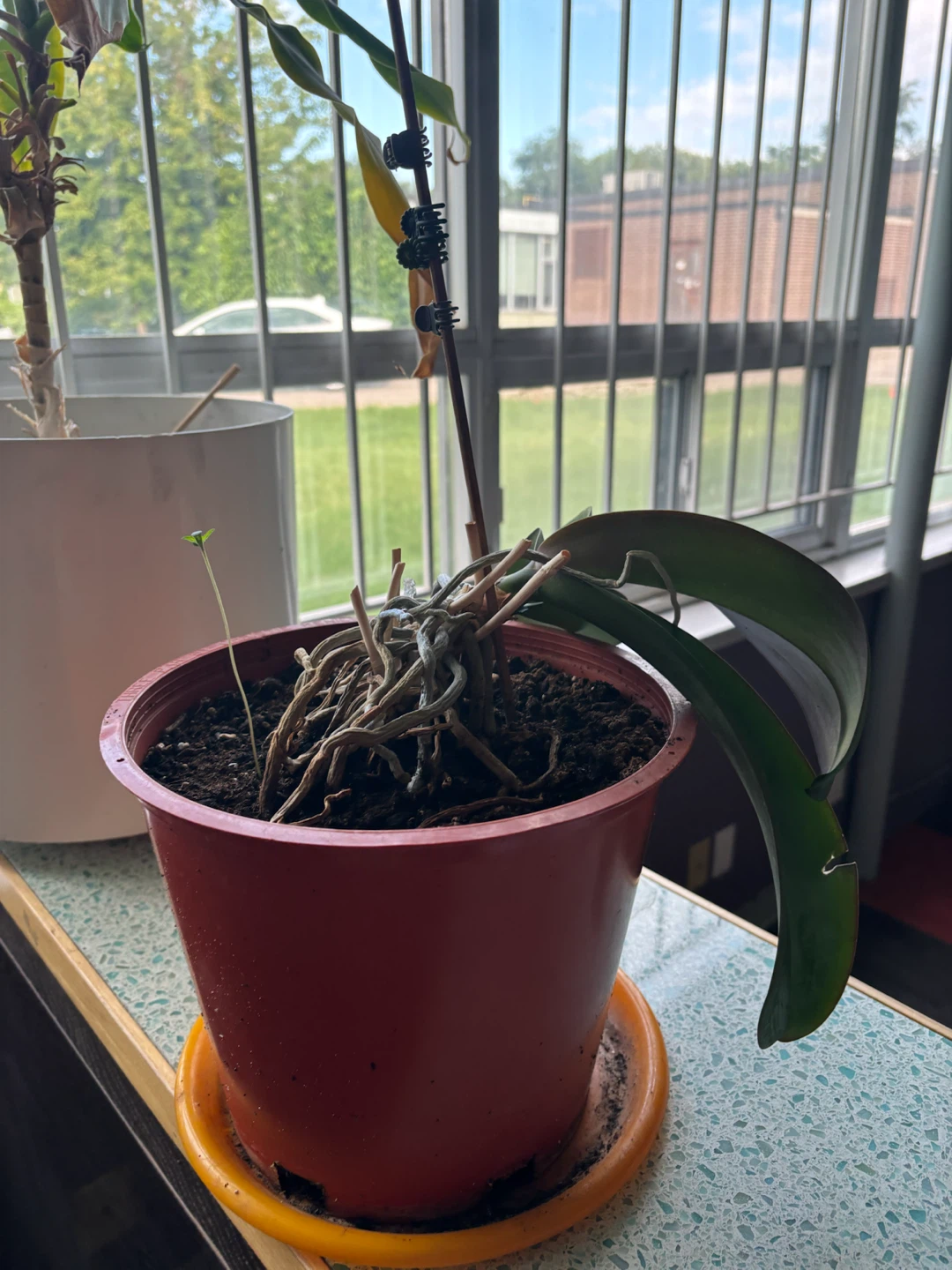Dracaena and Orchid indoor house plants - photo 2
