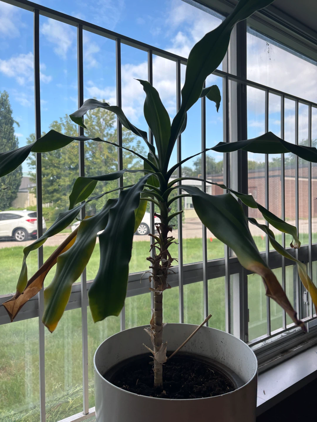 Dracaena and Orchid indoor house plants - photo 3