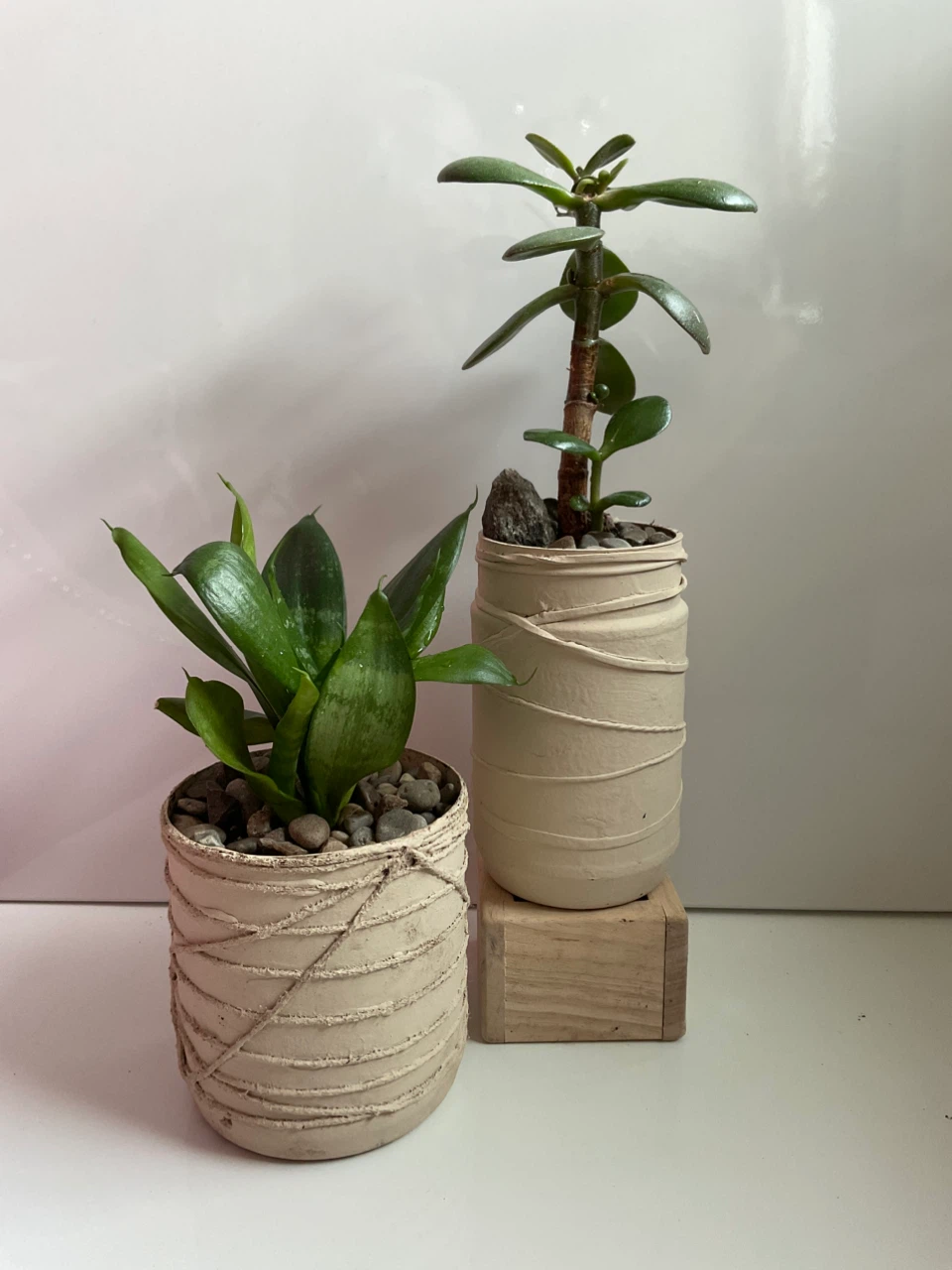 Potted Snake Plant and Jade Plant