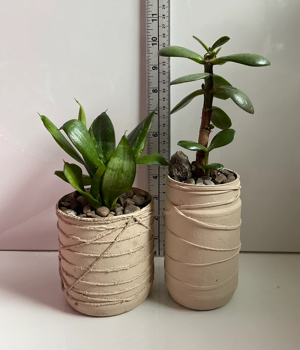 Potted Snake Plant and Jade Plant - photo 2