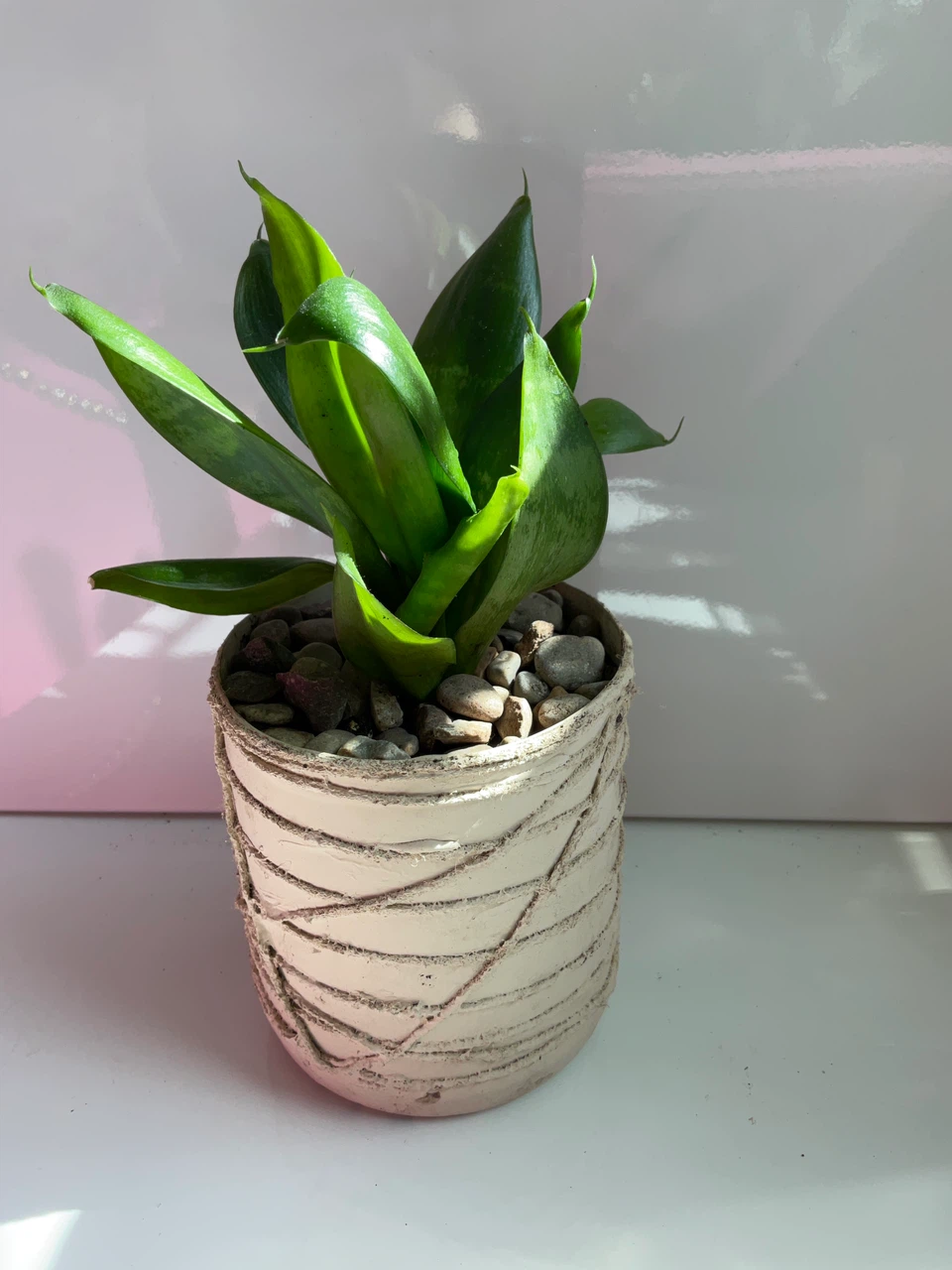 Potted Snake Plant and Jade Plant - photo 3