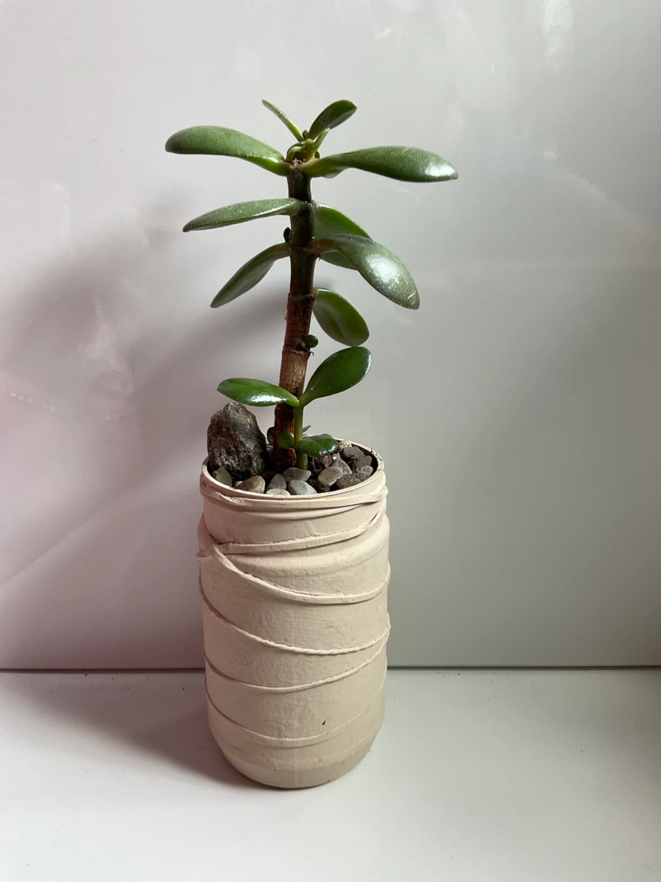 Potted Snake Plant and Jade Plant - photo 4