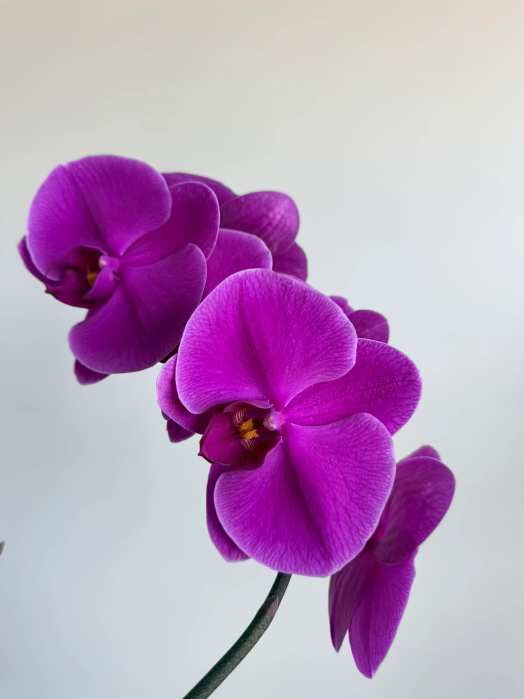 Purple Phalaenopsis Orchid Plant
