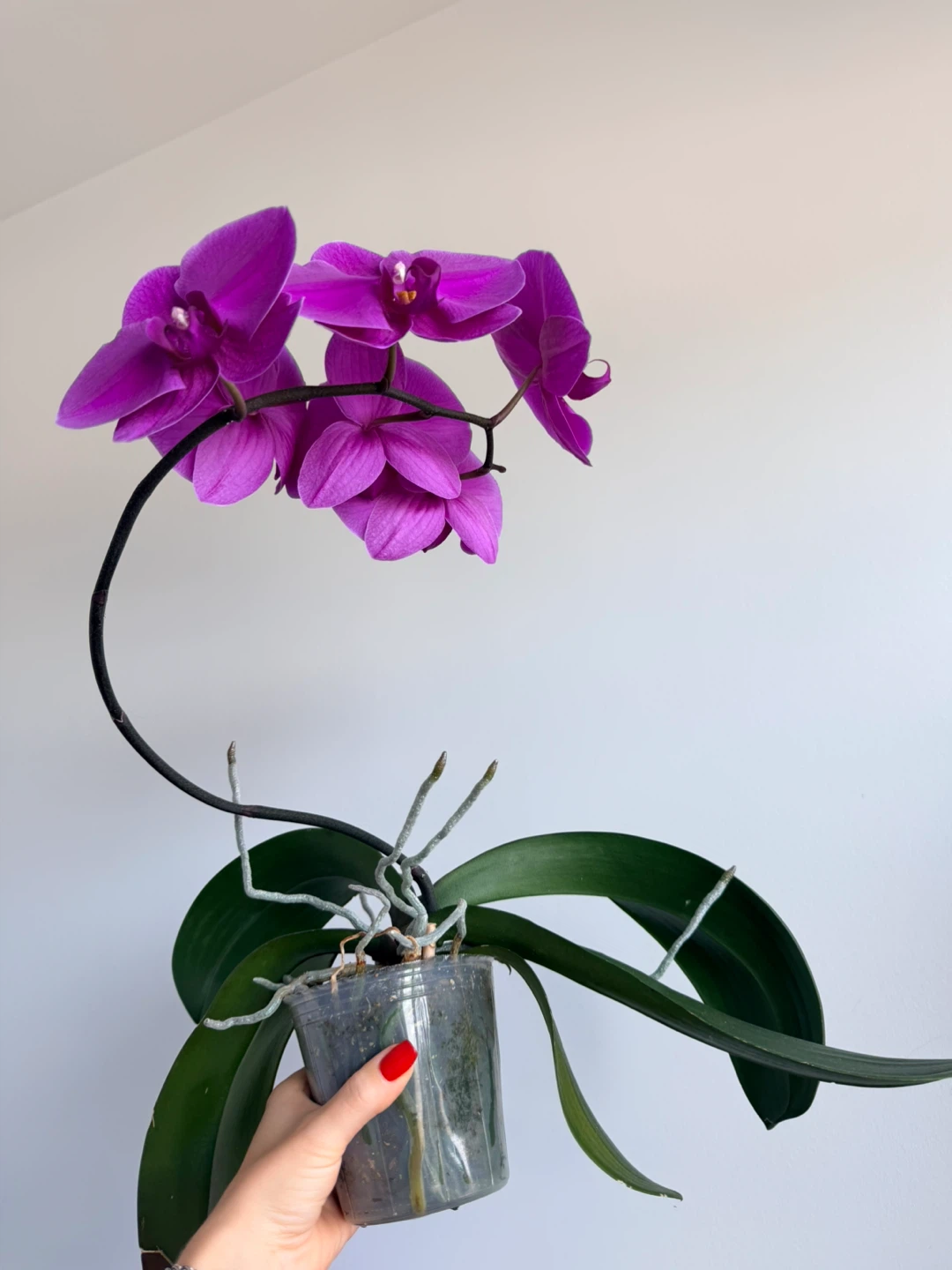 Purple Phalaenopsis Orchid Plant - photo 2
