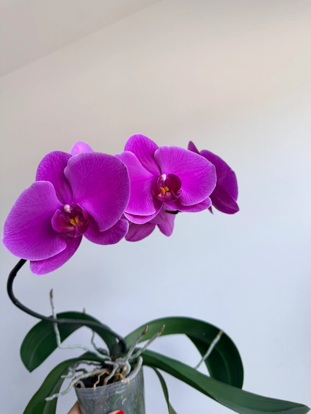 Purple Phalaenopsis Orchid Plant - photo 3
