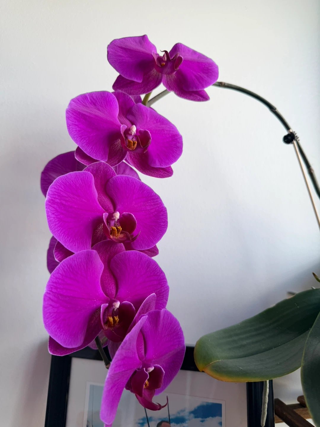 Potted Purple Phalaenopsis Orchid