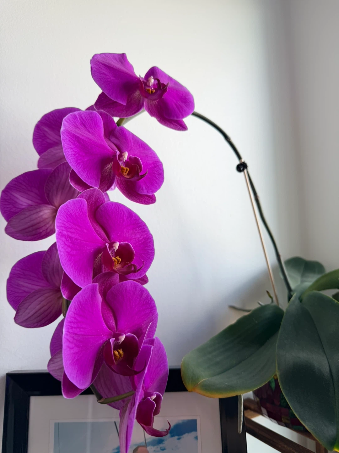 Potted Purple Phalaenopsis Orchid - photo 2