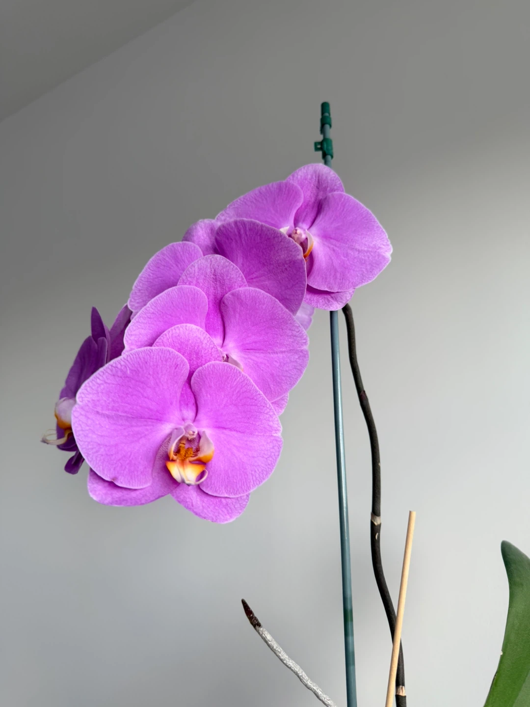 Potted purple Phalaenopsis orchid
