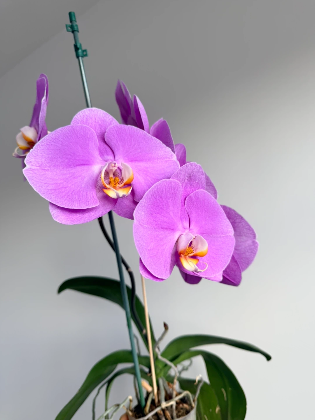 Potted purple Phalaenopsis orchid - photo 2