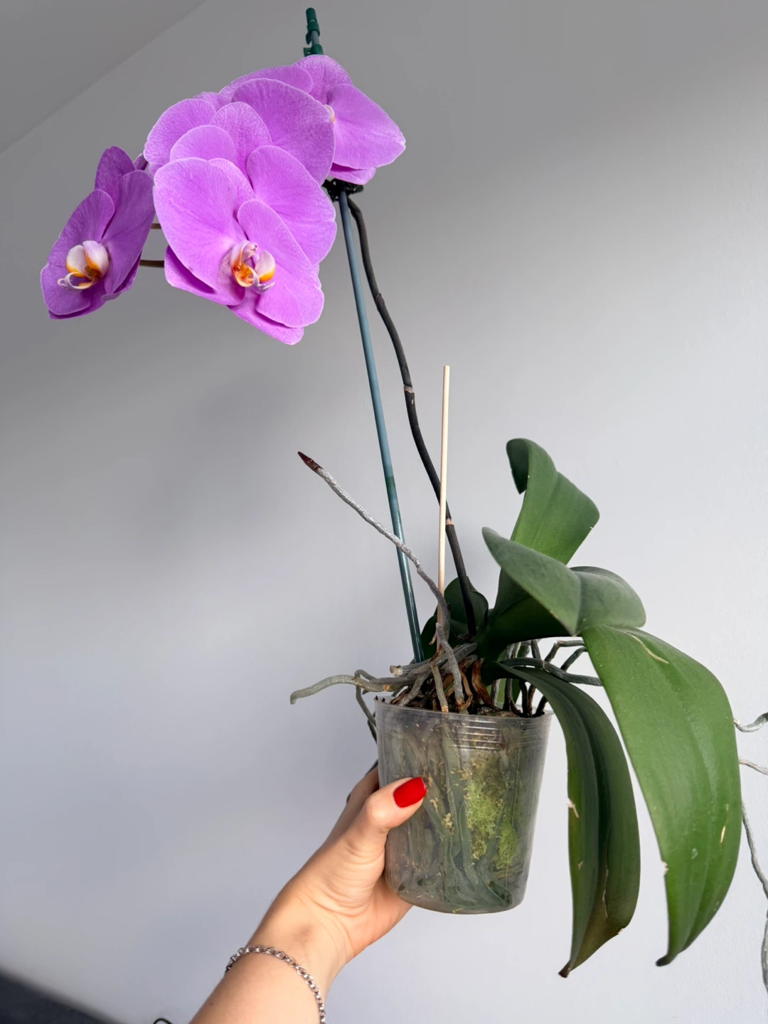 Potted purple Phalaenopsis orchid - photo 3