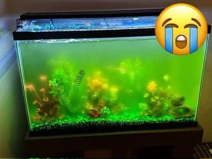 Advanced & Beginner Aquarium Consulting