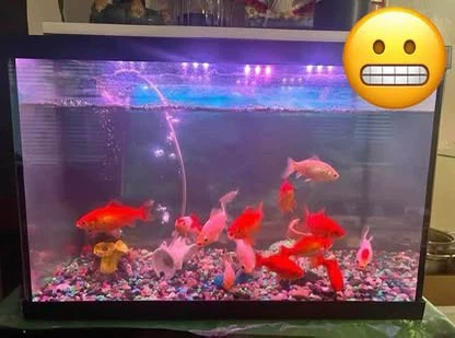 Advanced & Beginner Aquarium Consulting - photo 3