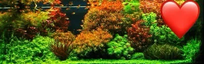 Advanced & Beginner Aquarium Consulting - photo 4