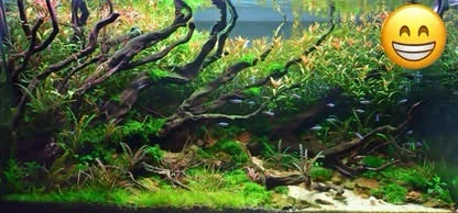 Advanced & Beginner Aquarium Consulting - photo 5
