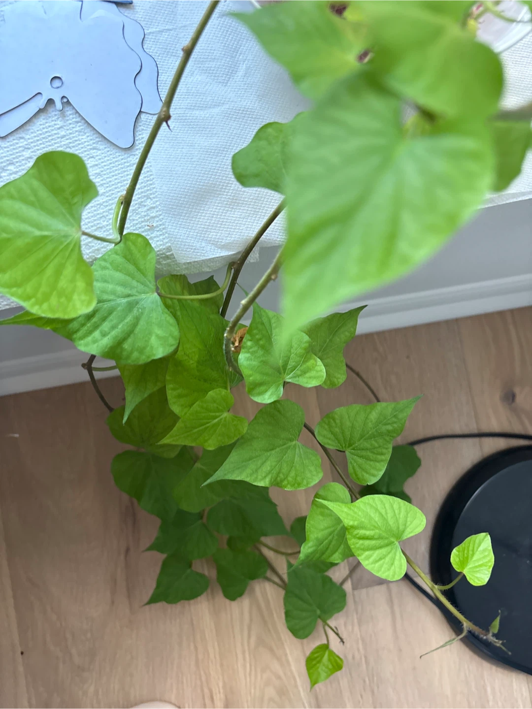Sweet potato vine - photo 2