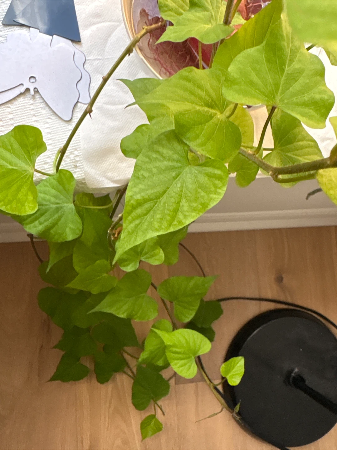 Sweet potato vine - photo 3