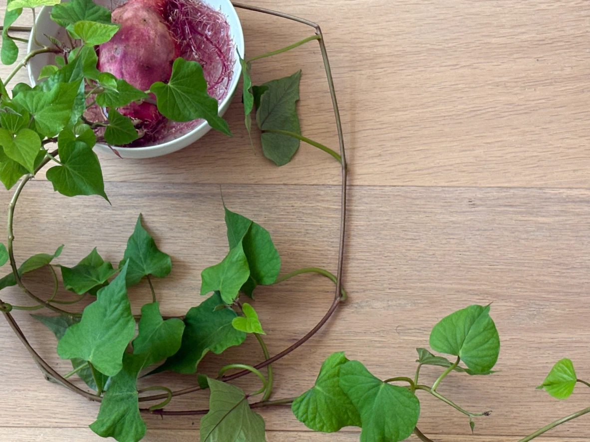 Sweet potato vine - photo 4