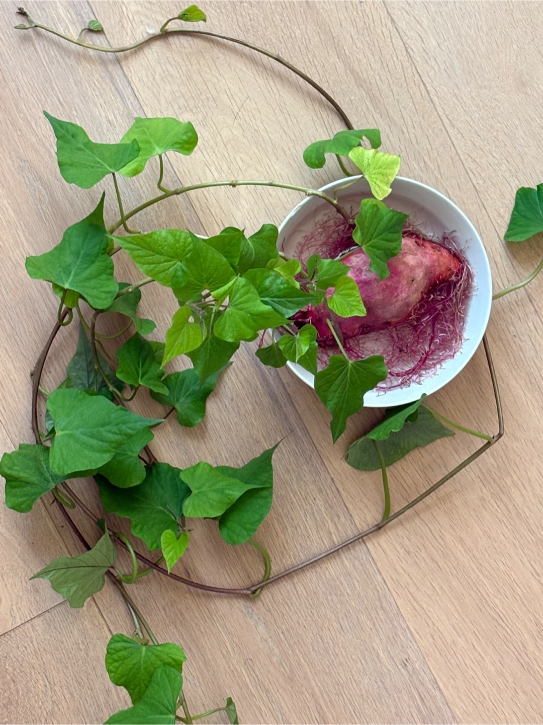 Sweet potato vine