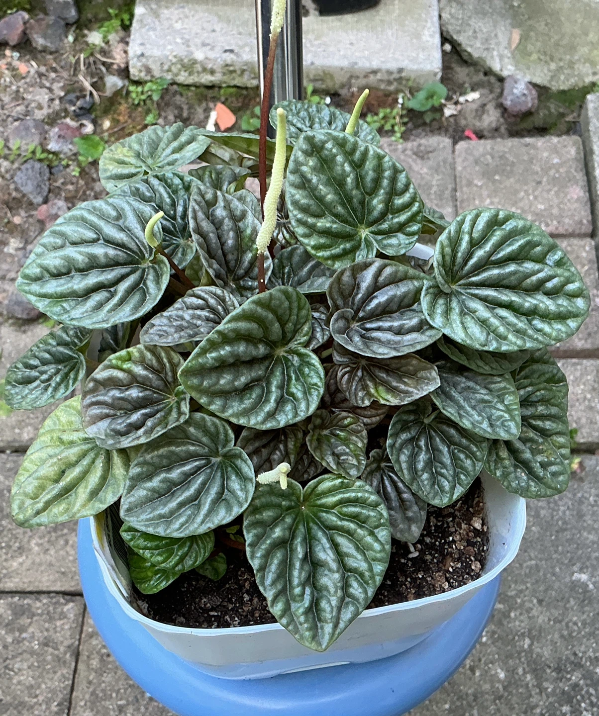 Peperomia plant in pot