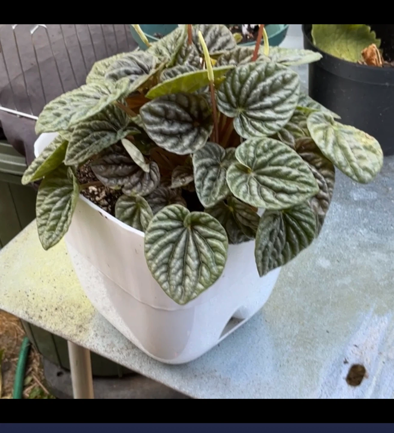 Peperomia plant in pot - photo 2