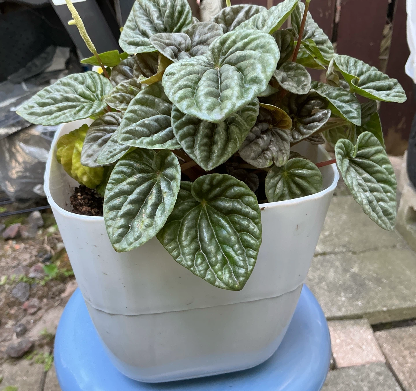 Peperomia plant in pot - photo 3