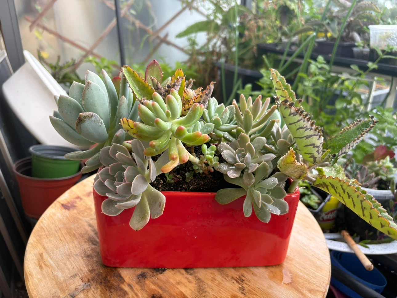Succulent arrangement in red ceramic pot