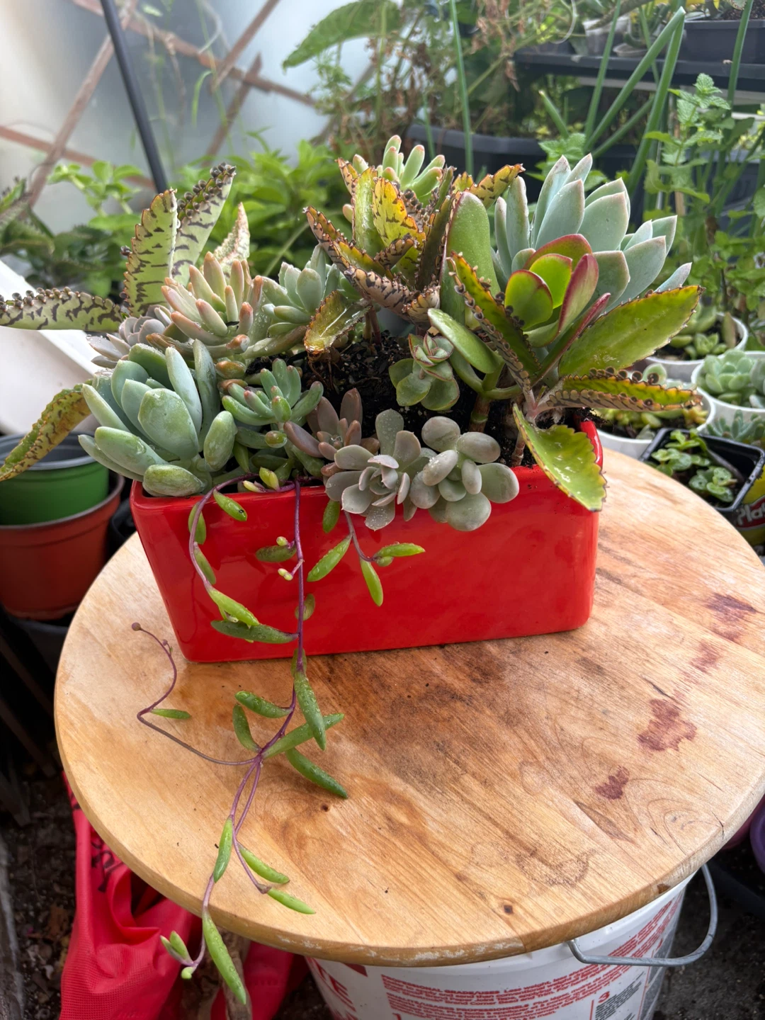 Succulent arrangement in red ceramic pot - photo 2