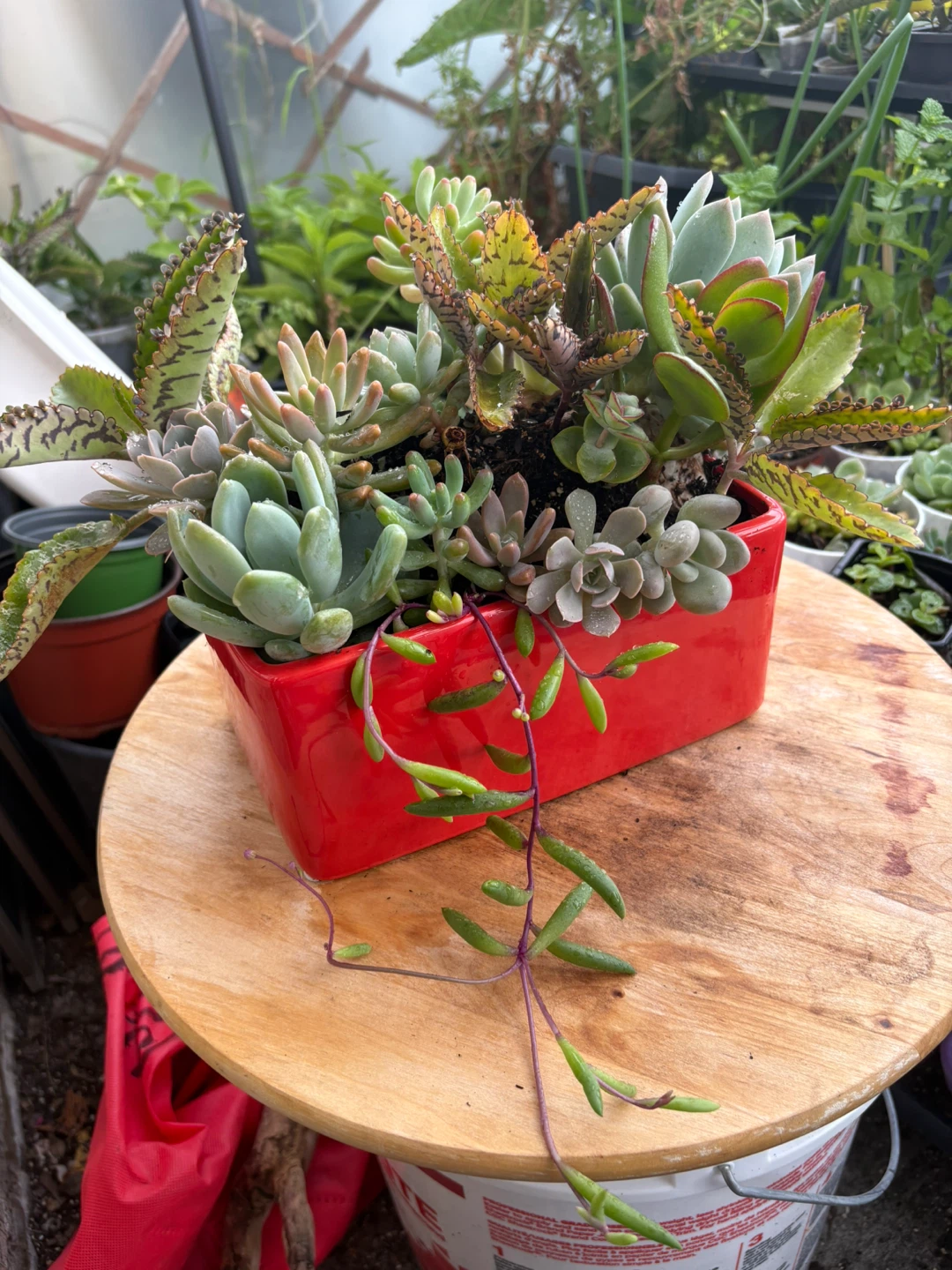 Succulent arrangement in red ceramic pot - photo 3
