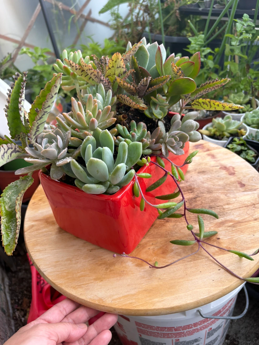 Succulent arrangement in red ceramic pot - photo 4