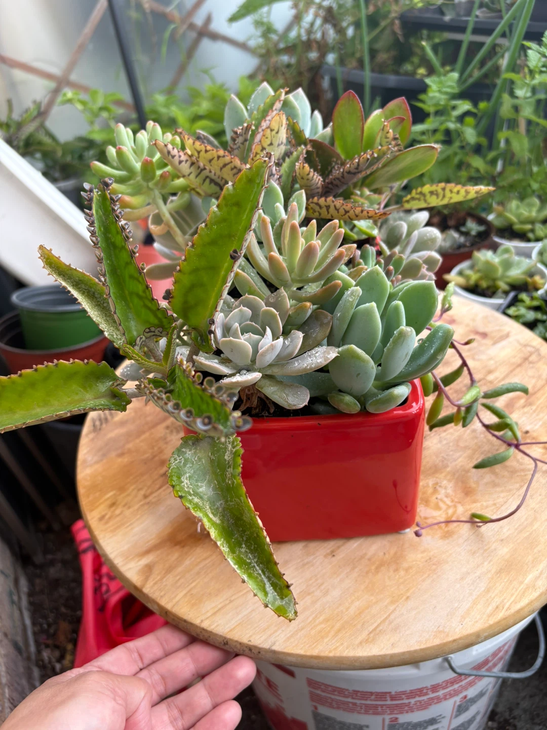 Succulent arrangement in red ceramic pot - photo 5