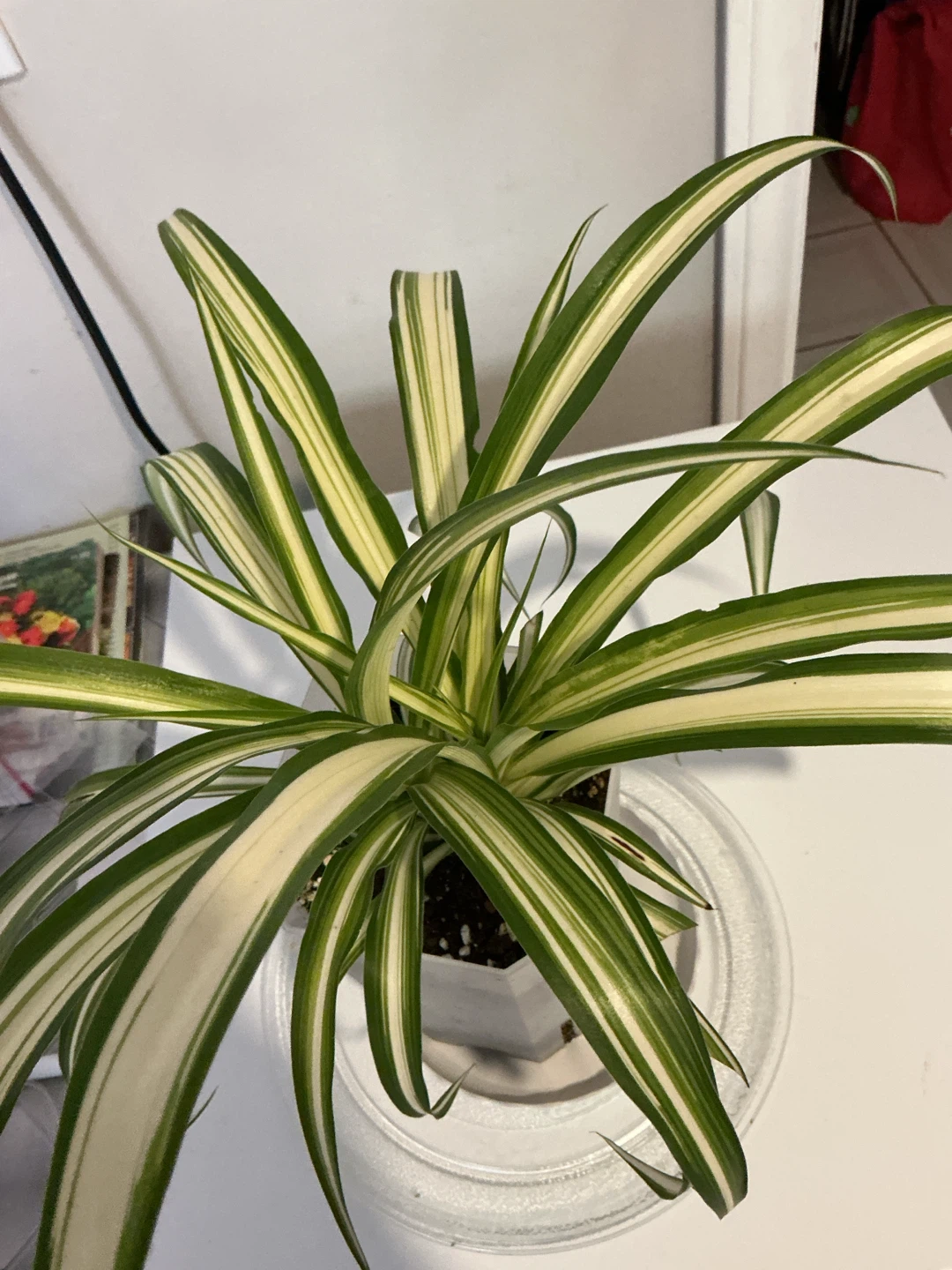 Spider Plant in White Pot