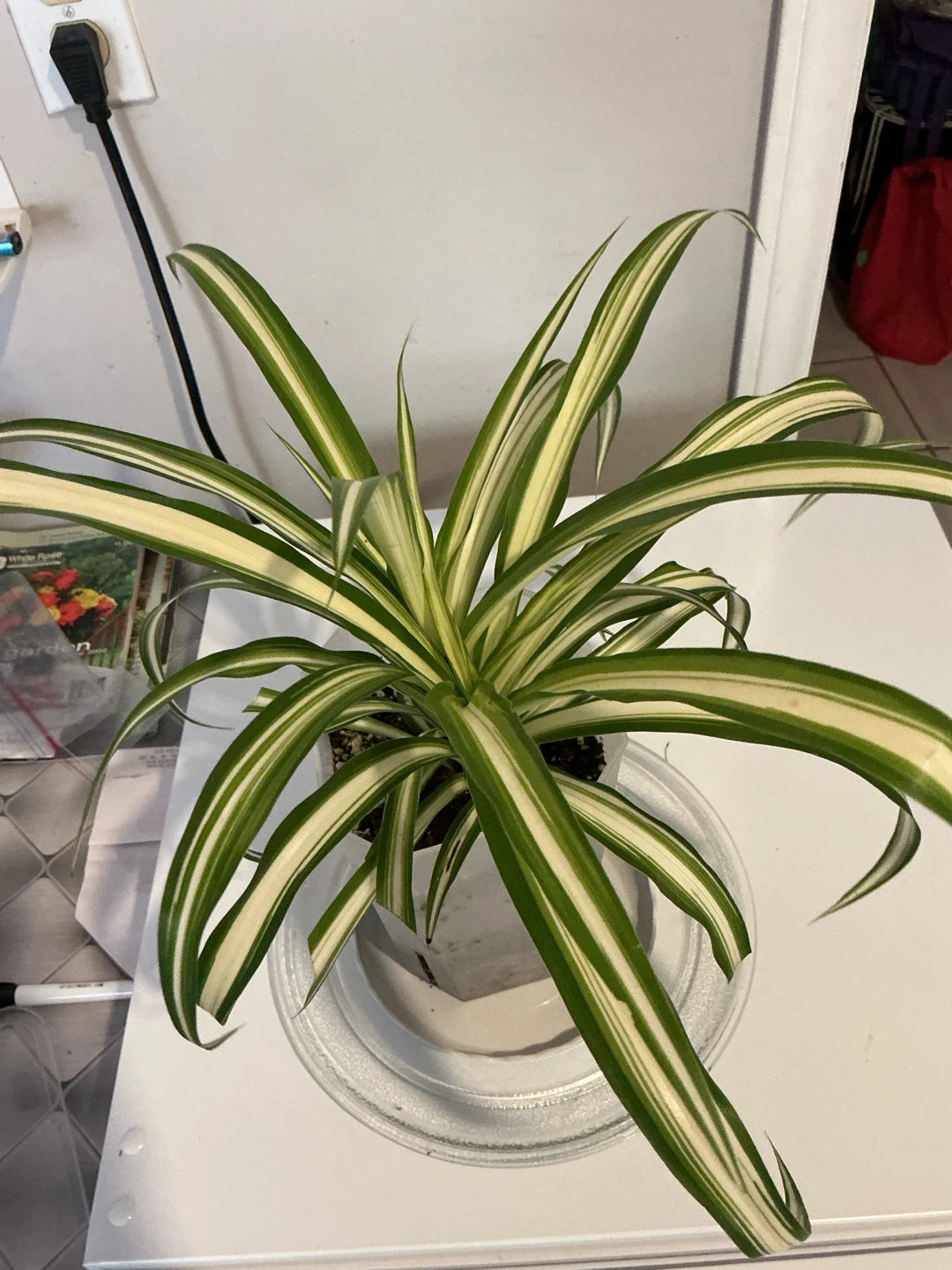 Spider Plant in White Pot - photo 2