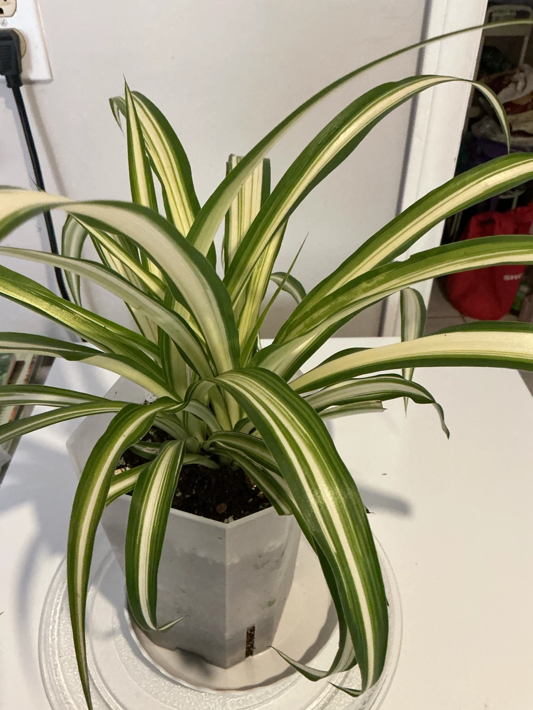 Spider Plant in White Pot - photo 3