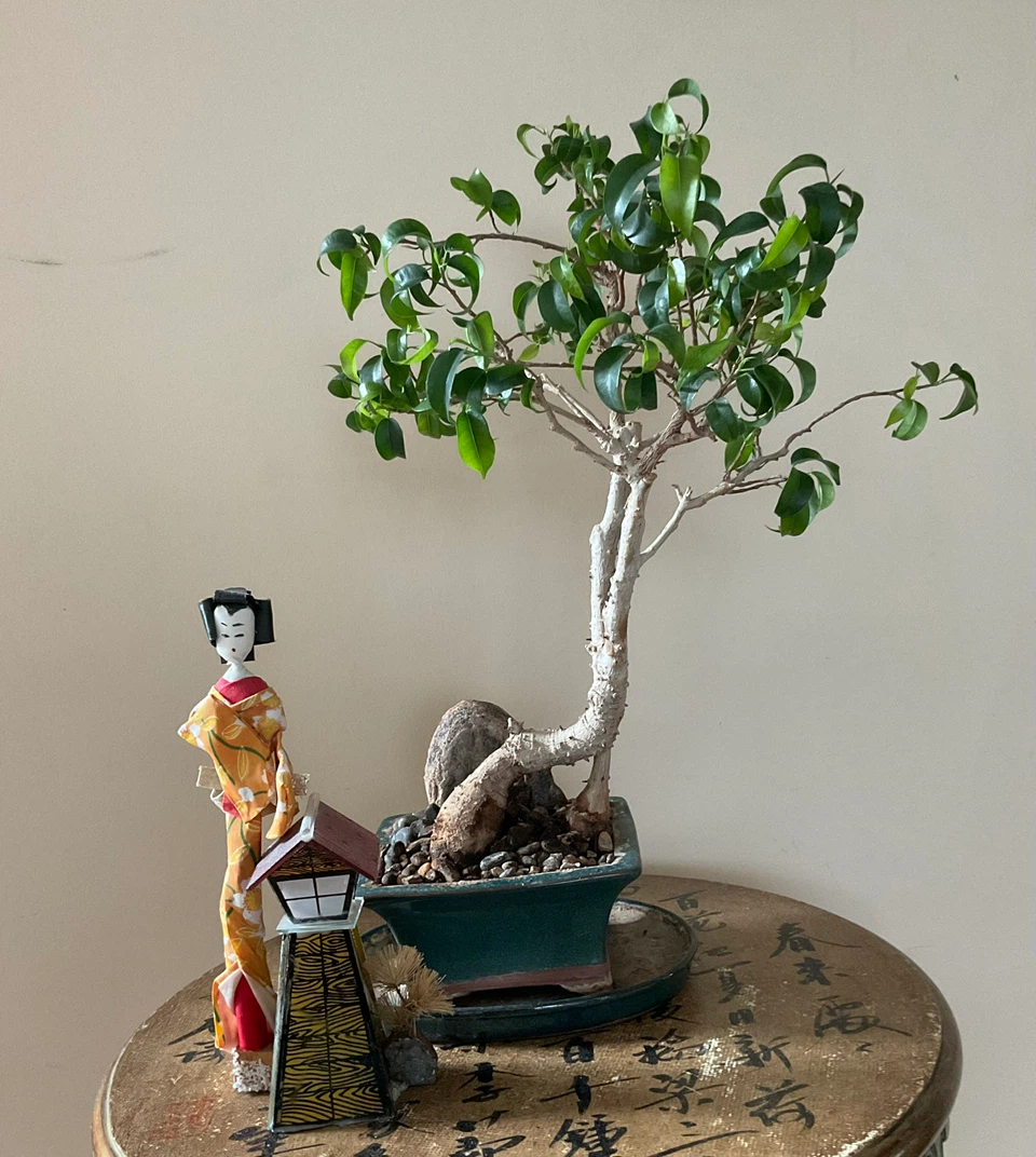 Rare 22 Yr Old Ficus Benjamina Bonsai - Classic Informal Upright