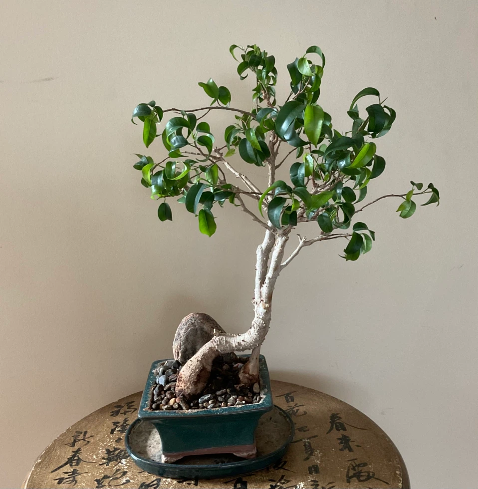 Rare 22 Yr Old Ficus Benjamina Bonsai - Classic Informal Upright - photo 2