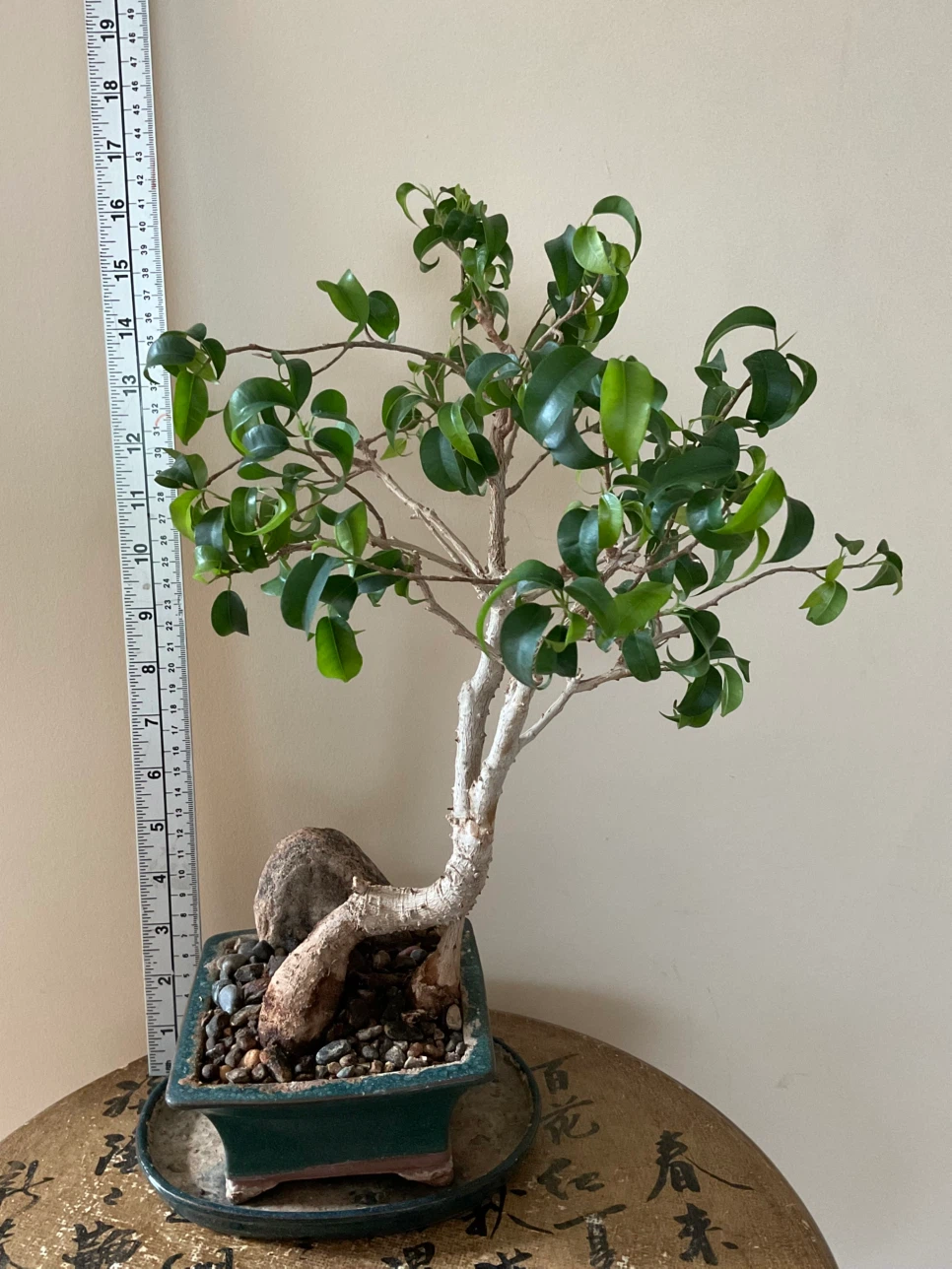 Rare 22 Yr Old Ficus Benjamina Bonsai - Classic Informal Upright - photo 3