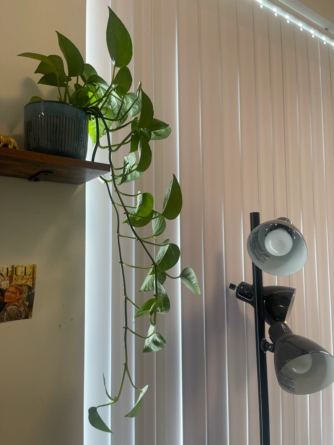 Plants! Must GO!