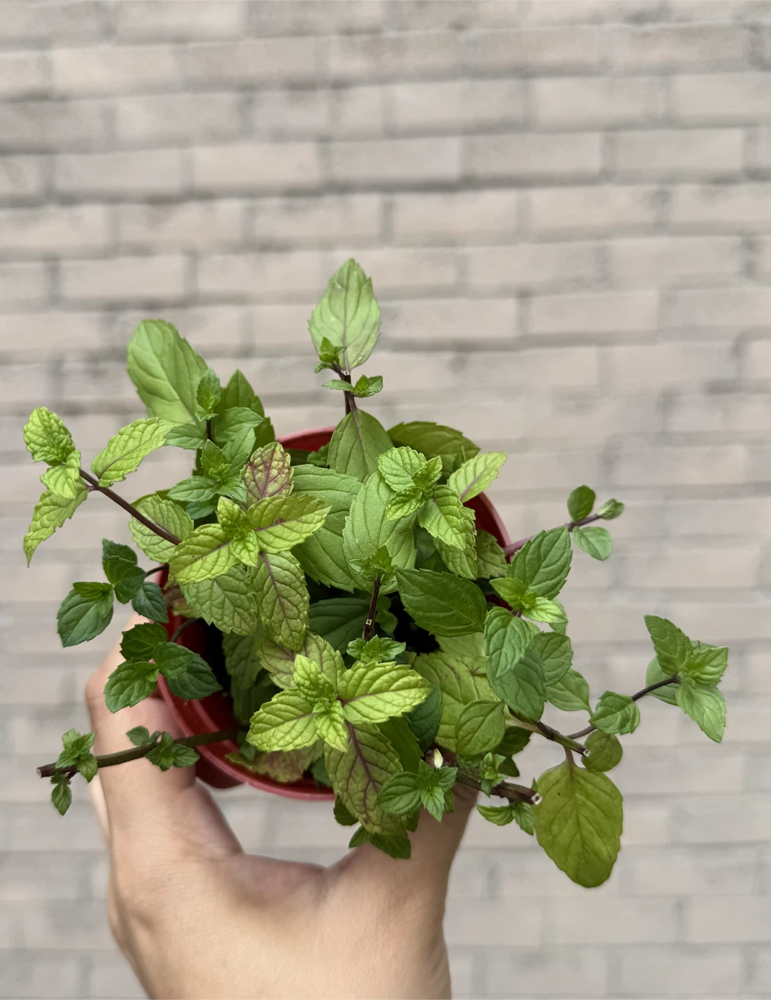 McCowan Rd / Denison St pick up - Mint Plant