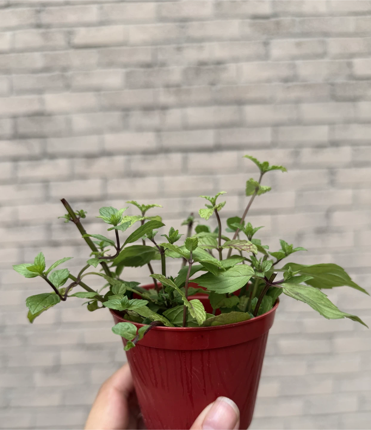 McCowan Rd / Denison St pick up - Mint Plant - photo 2